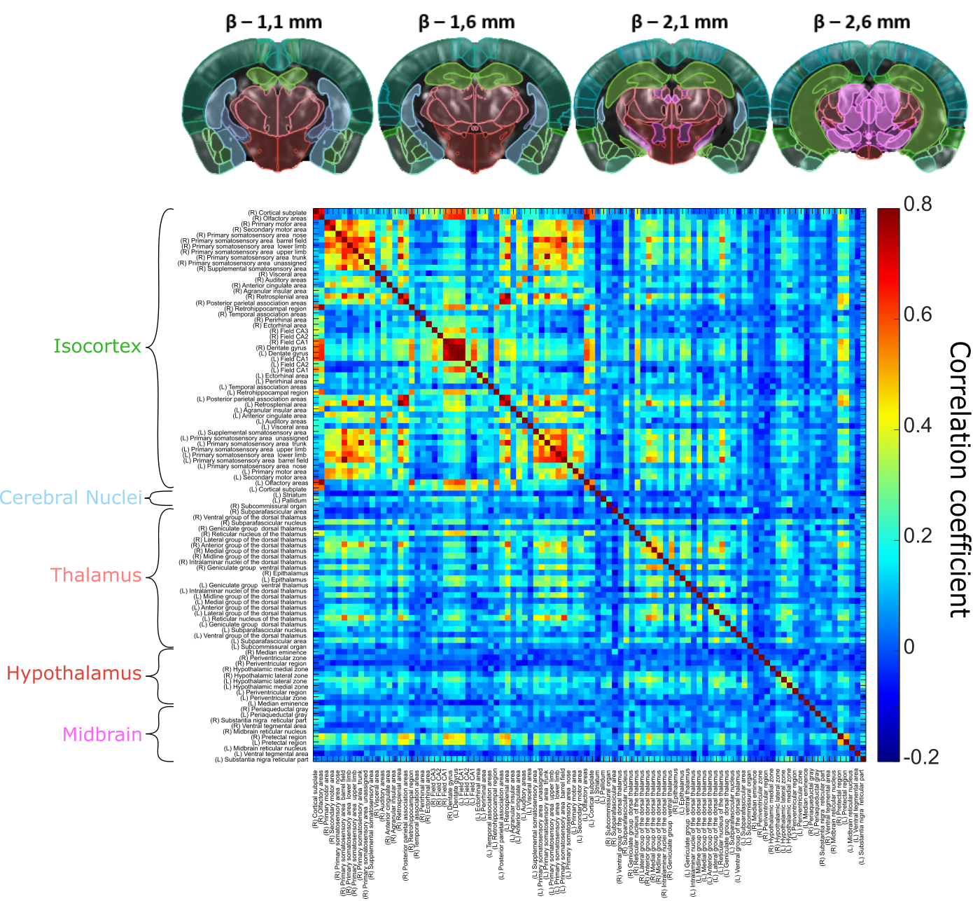 This 3D connectivity matrix for a mouse model was acquired non-invasively in 20 minutes, and shows strong interhemispheric connectivity patterns between four slices, with correlation coefficients up to 0.8. Reproduced from Bertolo et al., Journal of Visualized Experiments, 2021