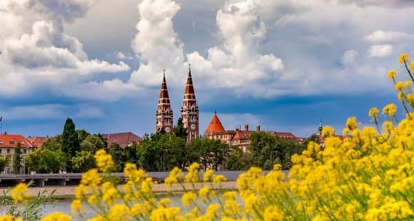 ESM 2025 : Symposium by Iconeus – From Brain Function to Microvessels